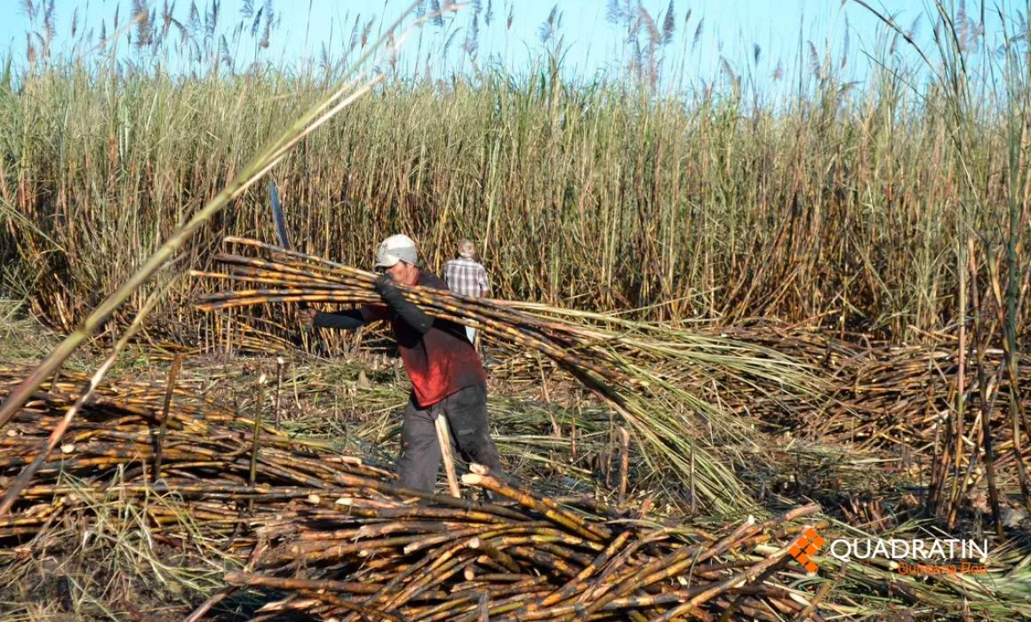 Sugar cane fields in southern Quintana Roo at the start of the harvest season