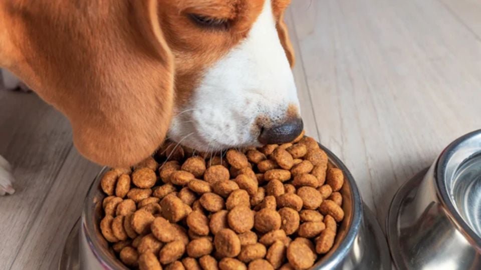 Community members donating pet food at Tulum's Croquetón 2026 event