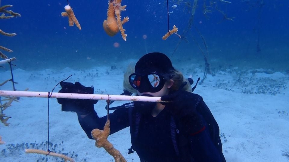 Volunteers participating in coral gardening and cleaning activities at Chankanaab Natural Park in Cozumel