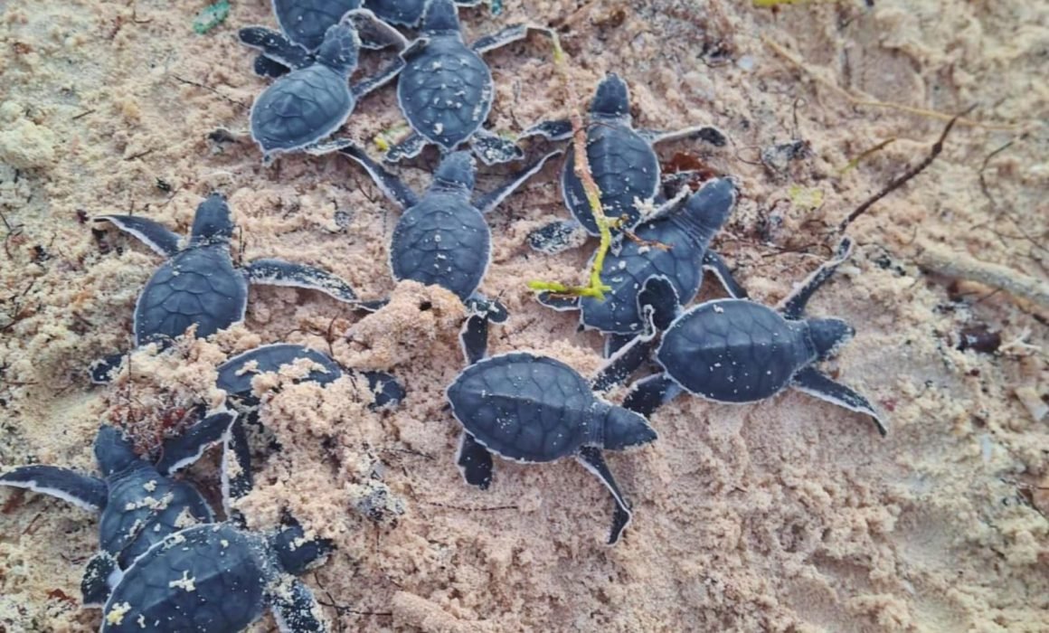 Newborn white sea turtle hatchlings on a beach in Cozumel