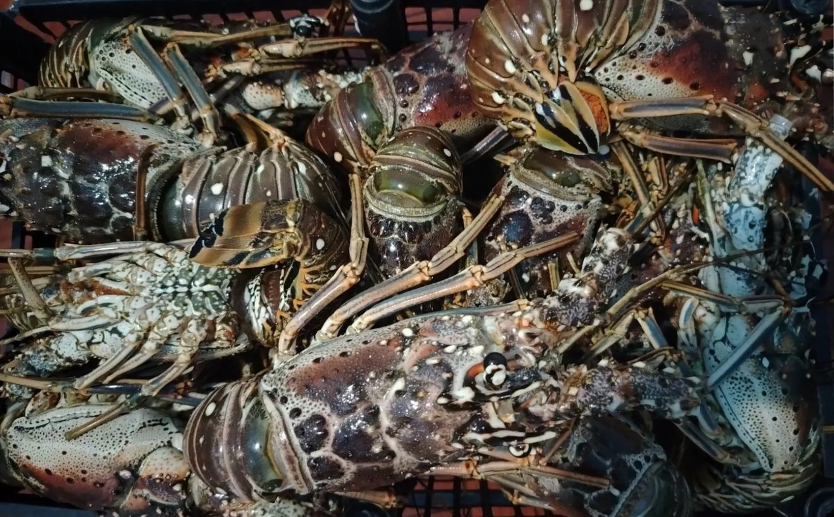 Lobster production in Yucatán and Quintana Roo
