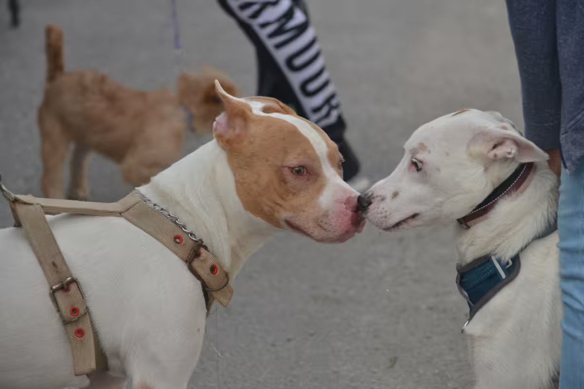 Exterior view of the Cancún Animal Welfare Center after reopening