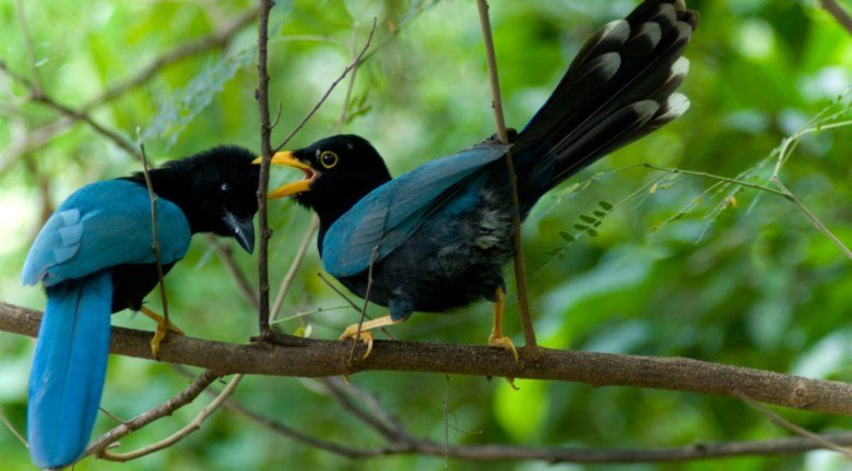 An adult Yucatan jay with a juvenile showing its new dark plumage in Yucatan