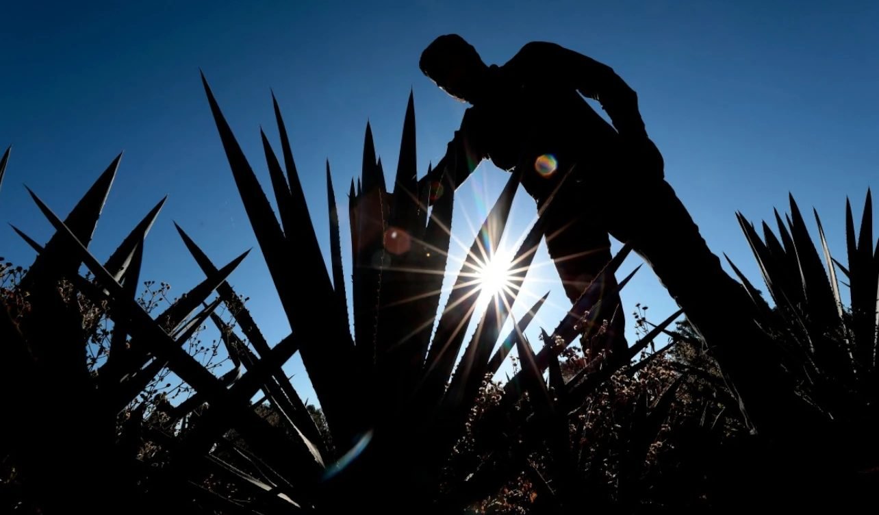 A field of agave plants in Jalisco, Mexico, with arid landscape in the background