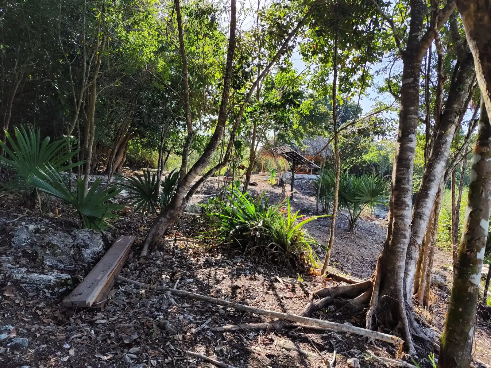 A scenic view of the Agua Azul ecotourism site in Quintana Roo, Mexico, showing natural water bodies and vegetation