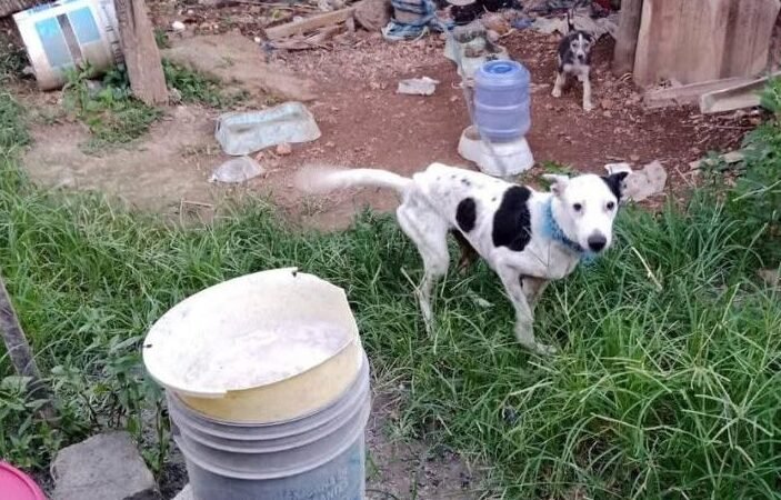 A graphic or photo representing animal welfare advocacy in Quintana Roo, Mexico