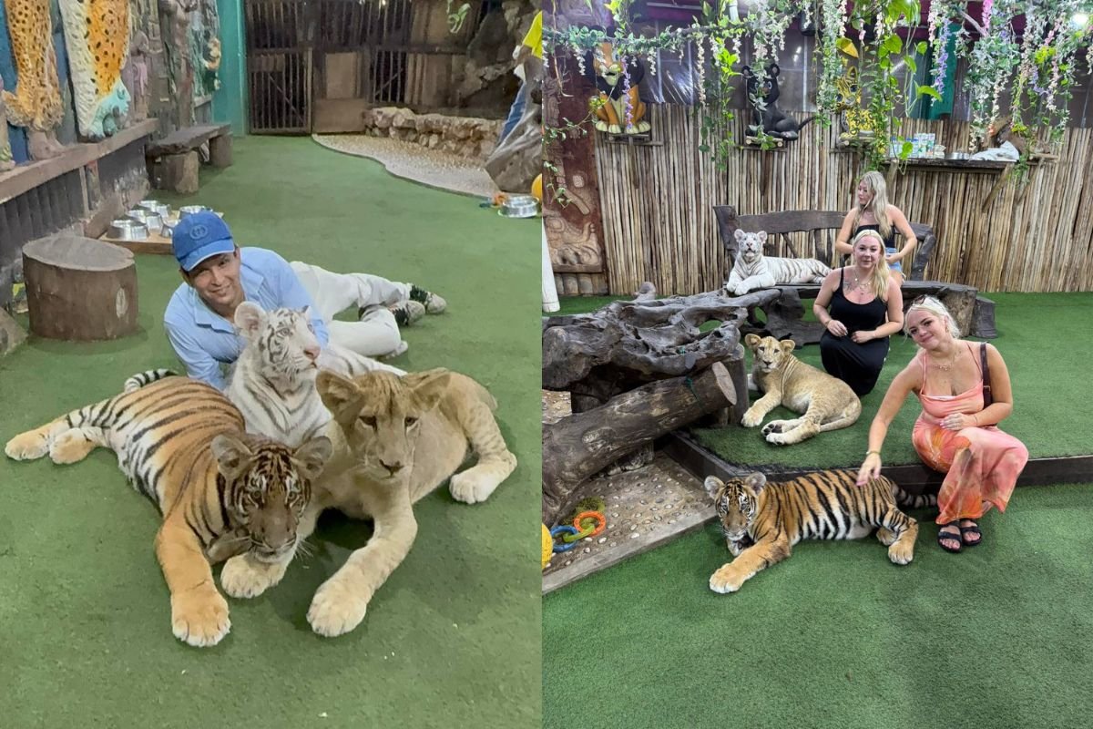 A tiger cub at the Animalandia Maya attraction in Playa del Carmen, Quintana Roo