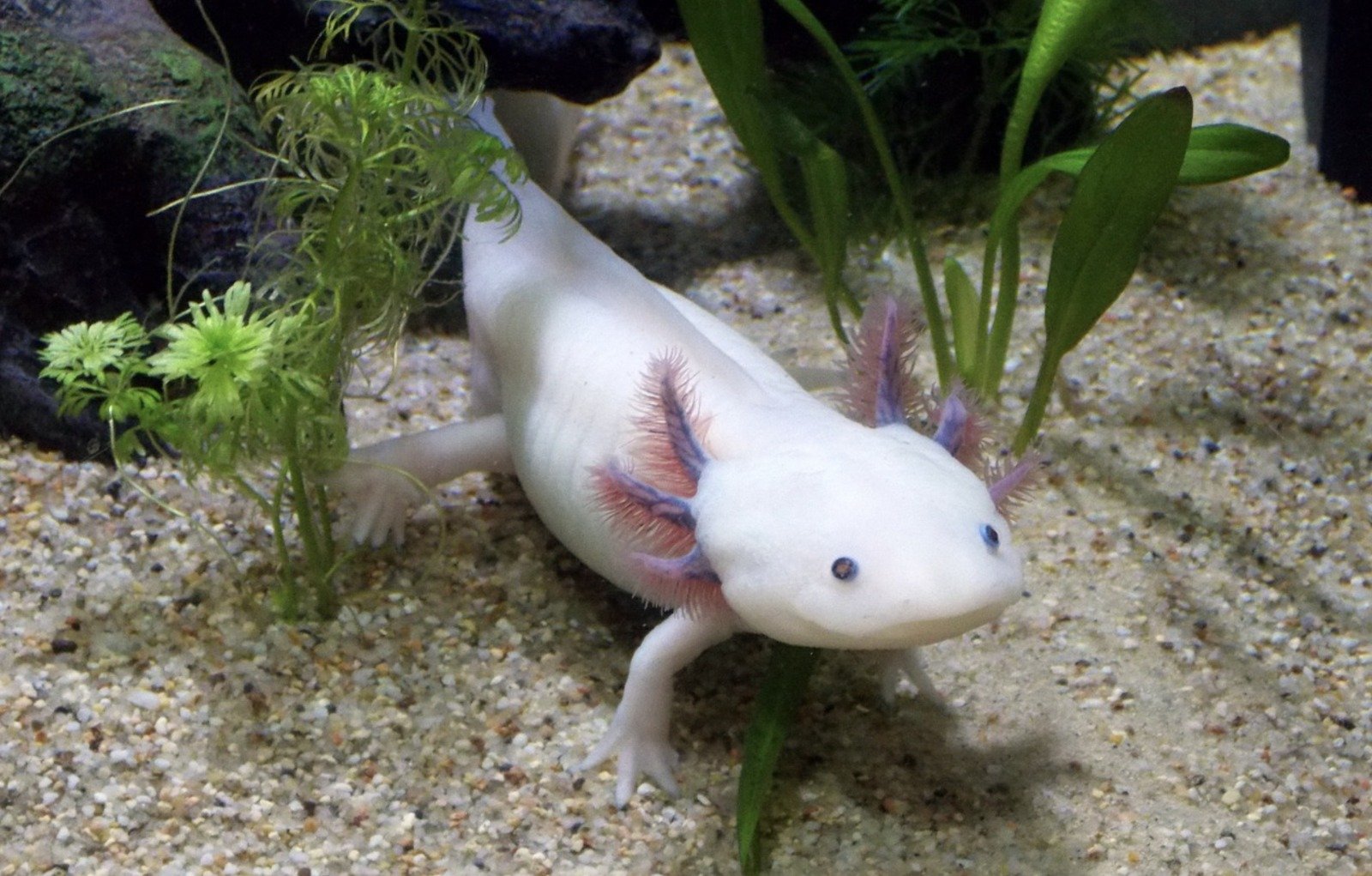 An axolotl, a Mexican salamander, swimming in water with its distinctive gills visible