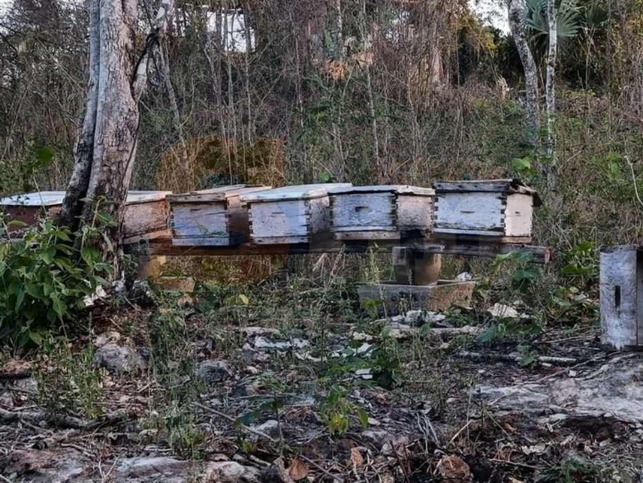 A beekeeper in protective gear examines beehives in a field in José María Morelos, Mexico