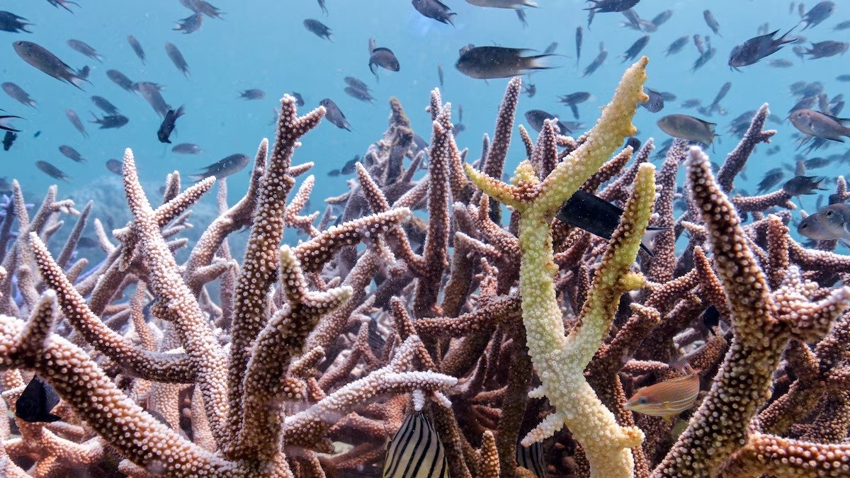 A coral reef in the Caribbean showing signs of degradation