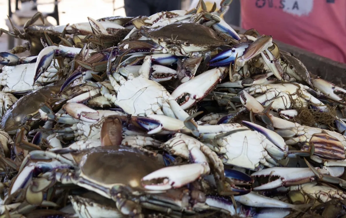 Aerial view of Chetumal Bay in Quintana Roo, Mexico