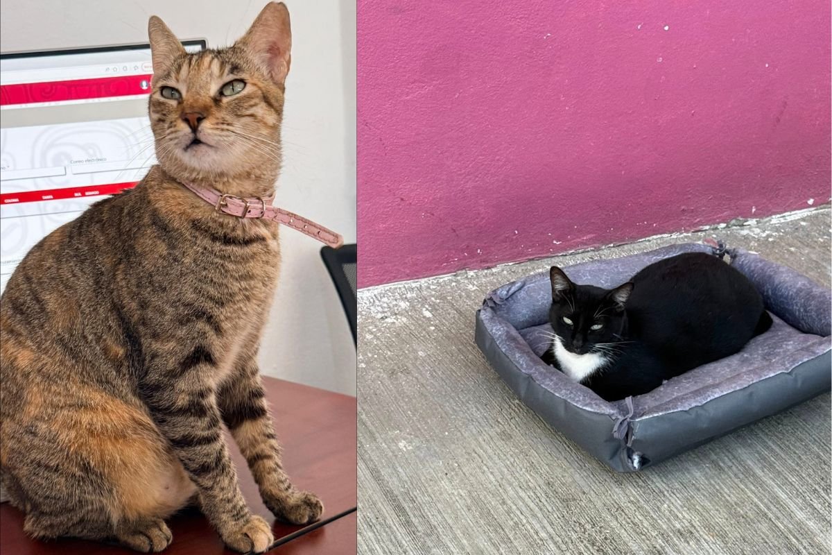 Two cats, one black and one tabby, outside the CAPA water agency offices in Chetumal, Quintana Roo