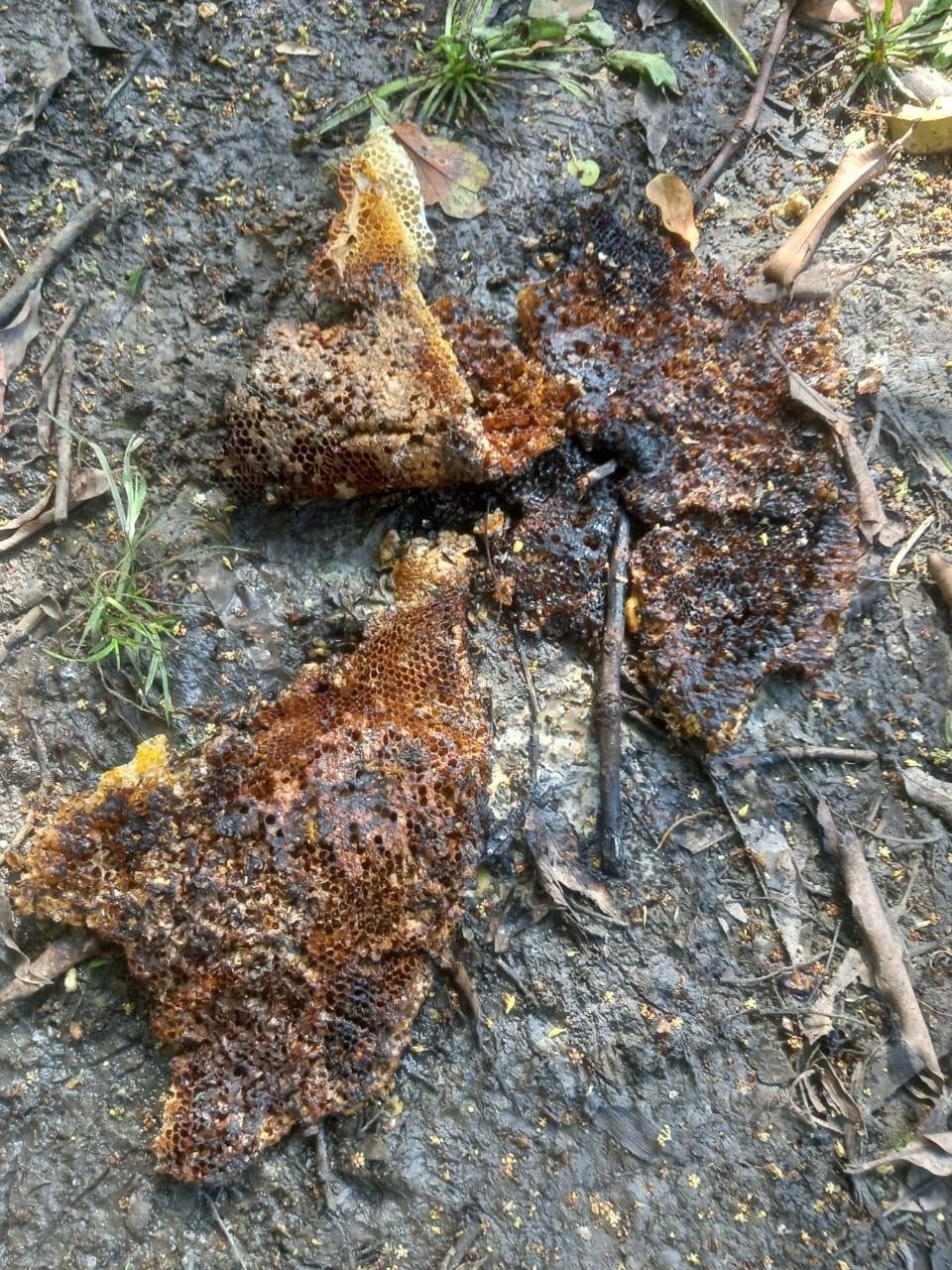 Emergency personnel in protective gear removing an Africanized bee swarm in Cacao, Quintana Roo