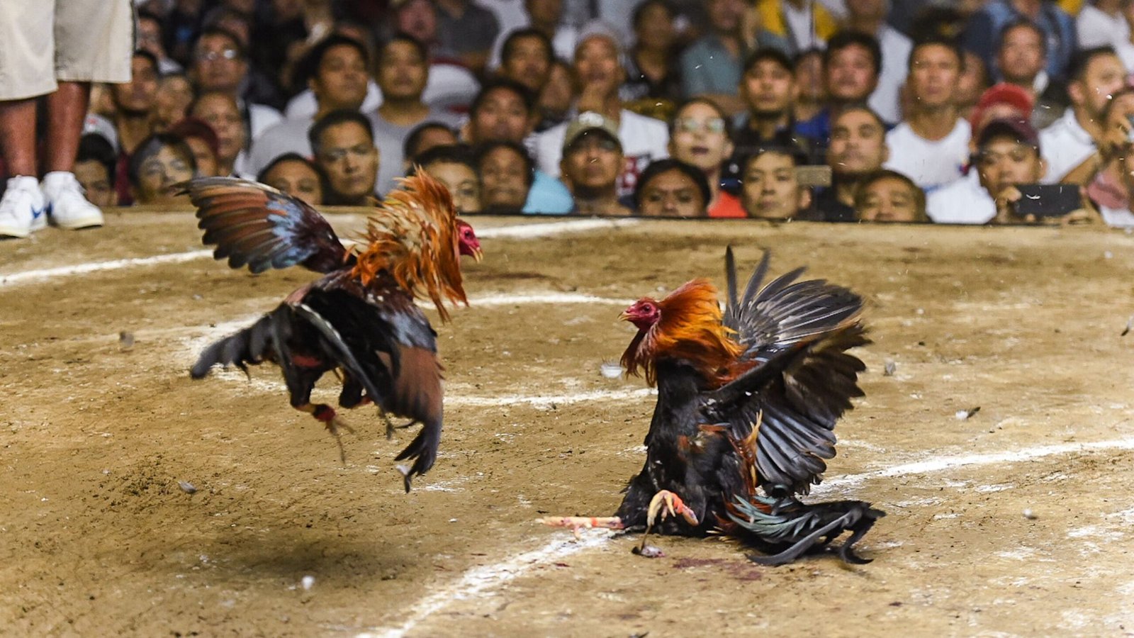 cockfighting in mexico