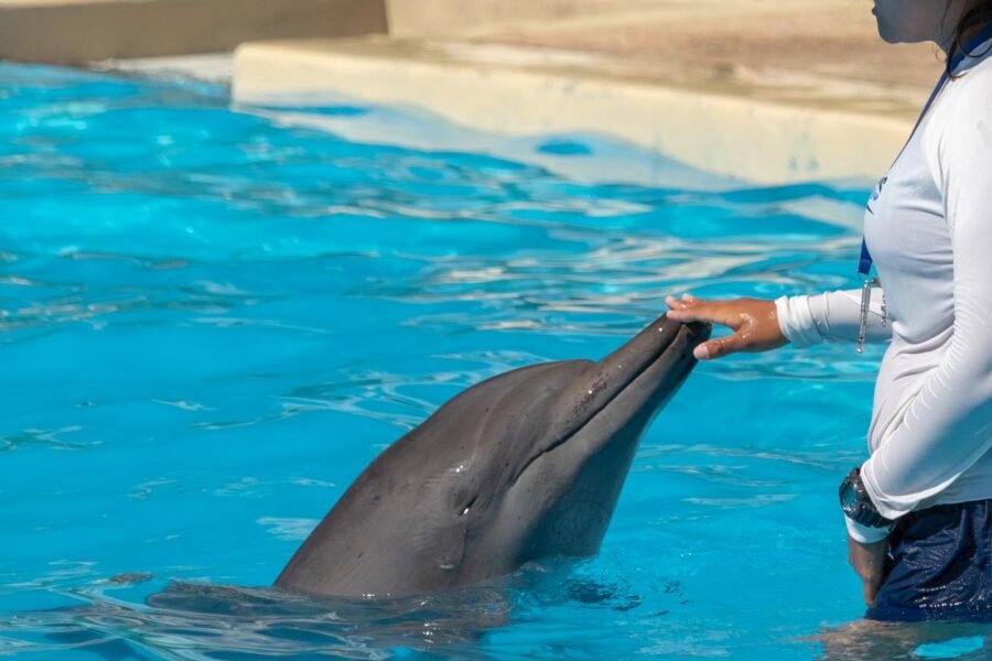 Logo or representative image of the Confederation for Animal Rights of Mexico (CODAM)