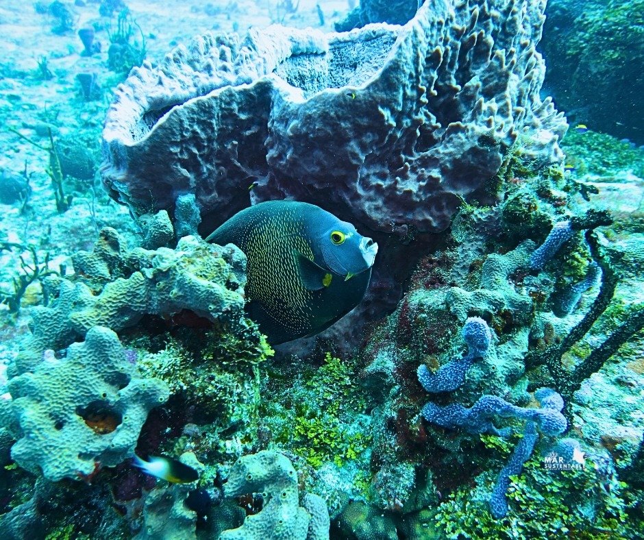 A view of coral reefs in Cozumel, Mexico, part of a restoration project.