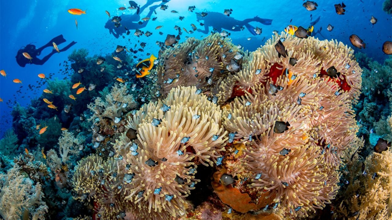 Volunteers participating in coral reef restoration activities at Chankanaab Natural Park in Cozumel, Mexico