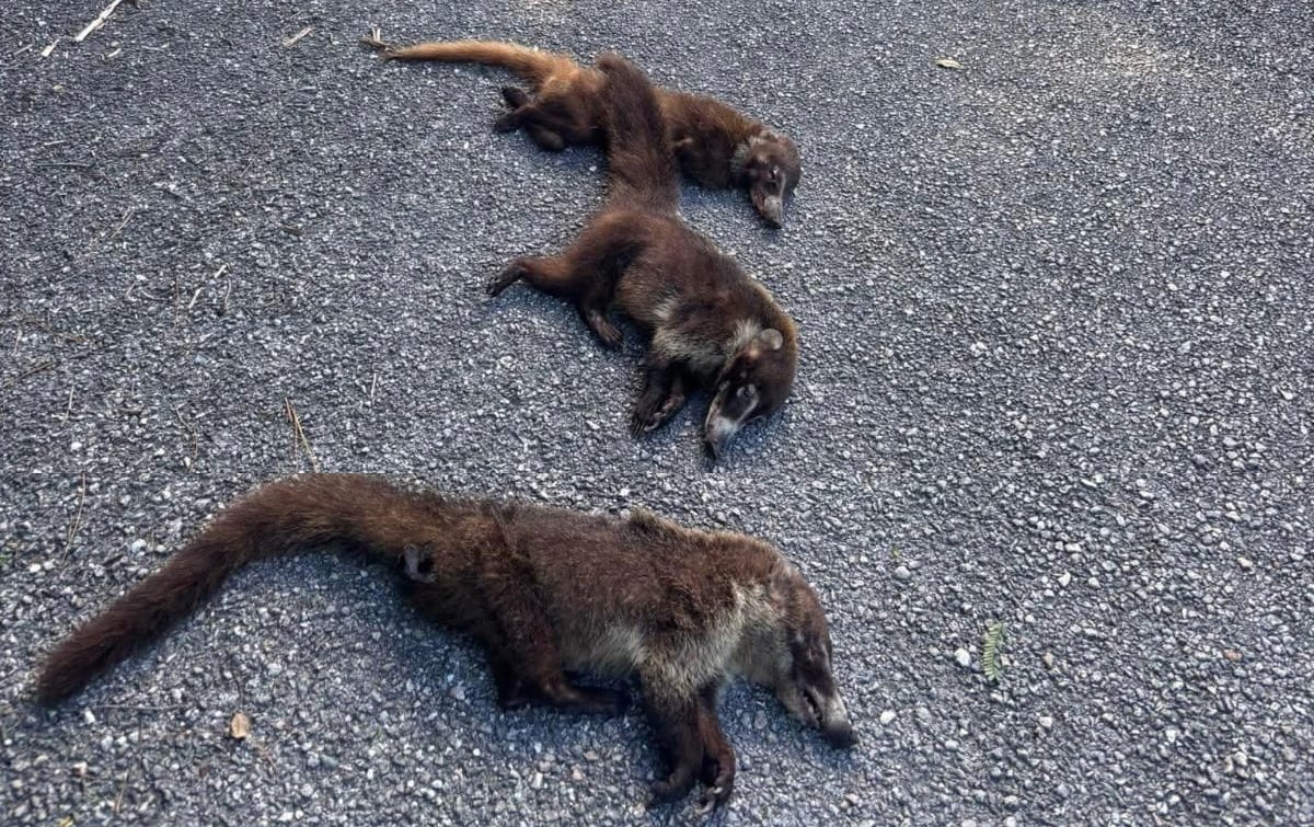 A deceased coati lies on the asphalt of Cozumel's perimeter road