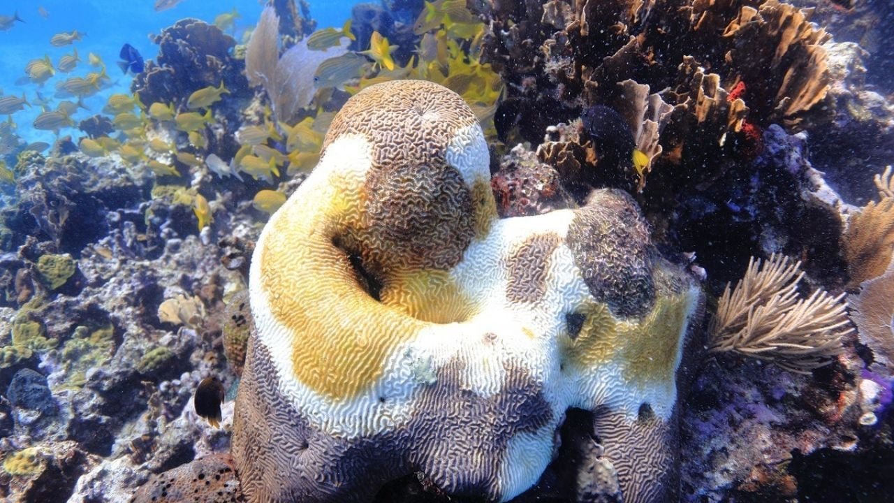 Aerial view of Cozumel's coral reefs showing areas affected by bleaching