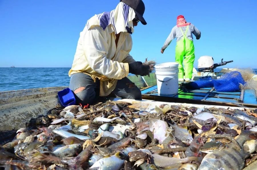 A crab, representing the proposed harvesting program in Chetumal Bay, Quintana Roo.