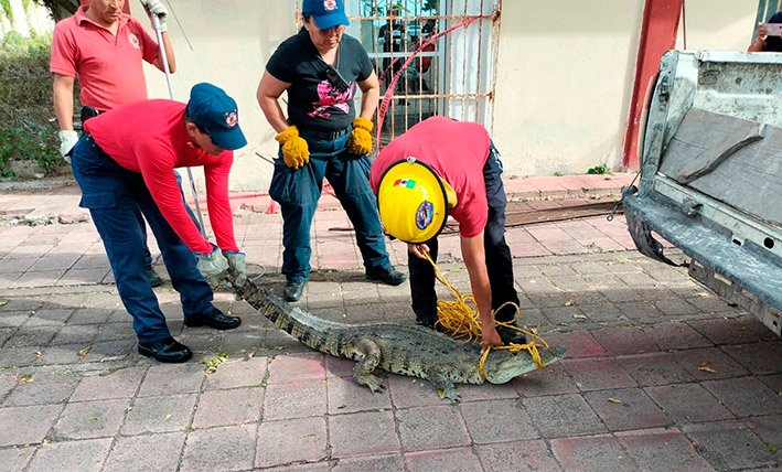 Firefighters rescue a crocodile from a storm drain near the Government Palace in Chetumal, Quintana Roo.