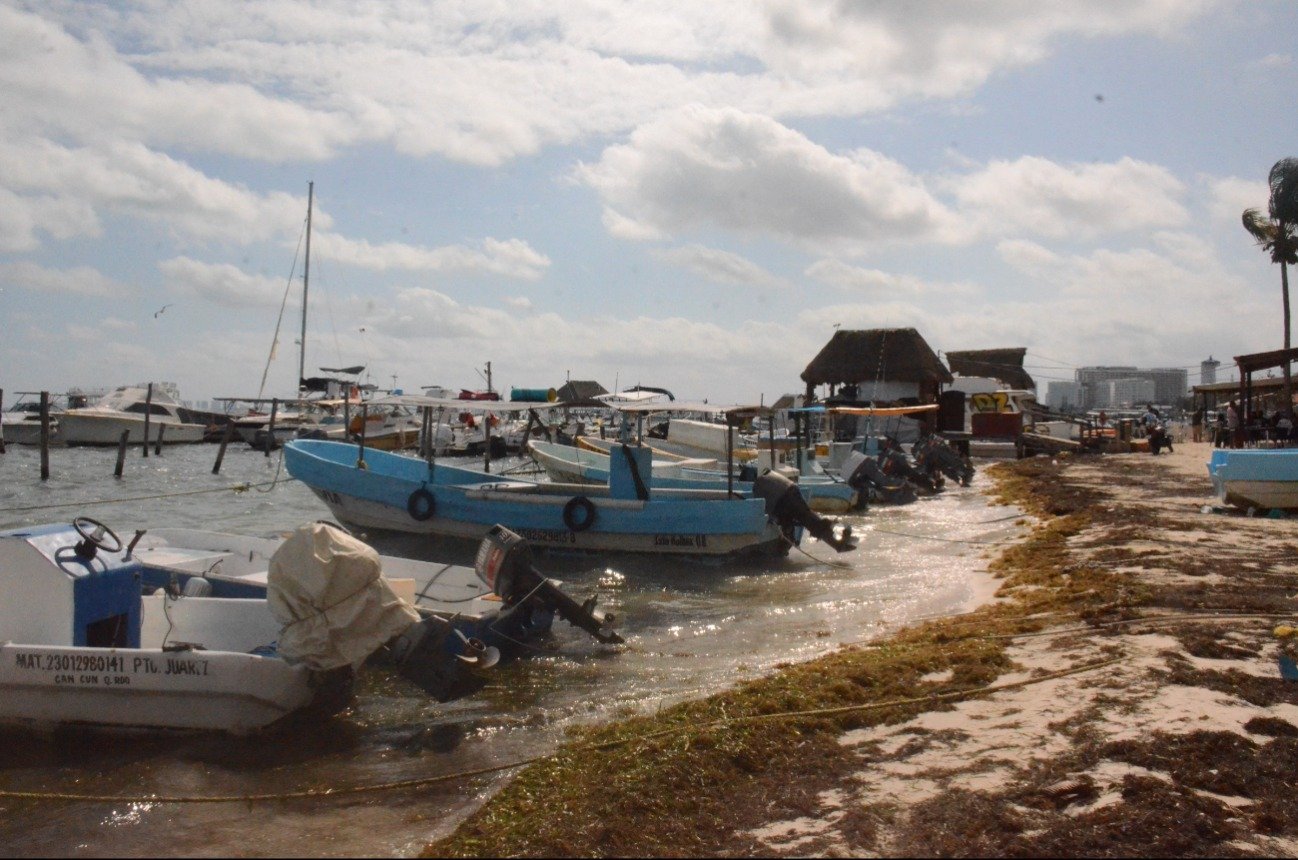 Dead lobster washed ashore amid sargassum seaweed on the Quintana Roo coast