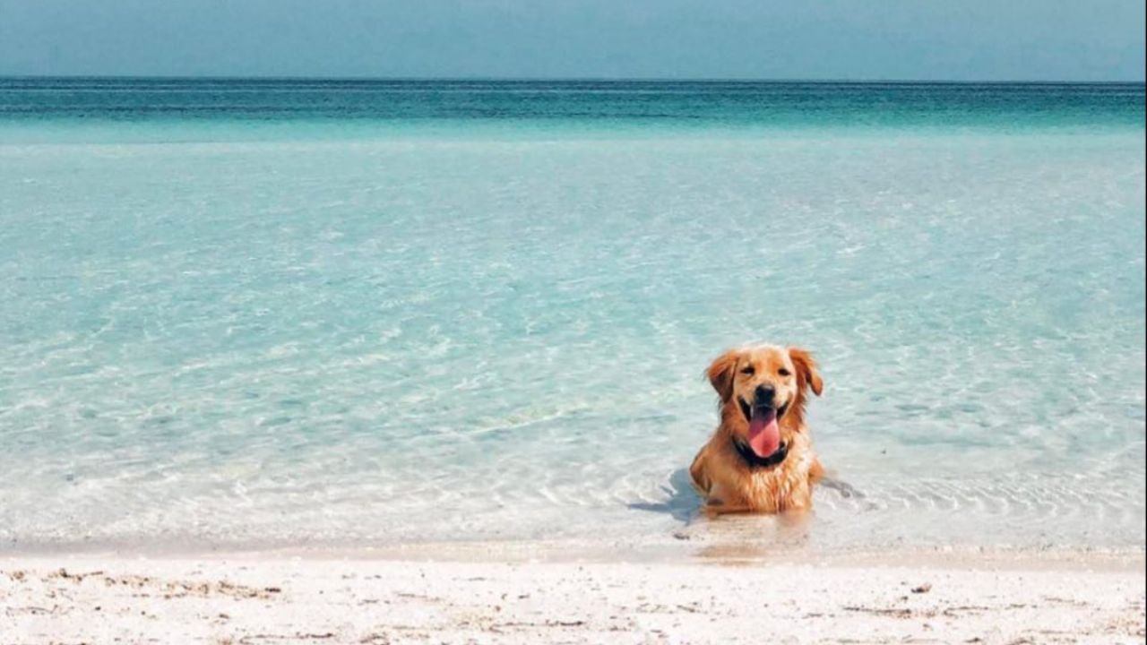 A family with their dog at a pet-friendly beach event in Playa del Carmen