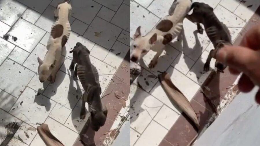 Two emaciated dogs found abandoned inside a residence in Playa del Carmen, Quintana Roo