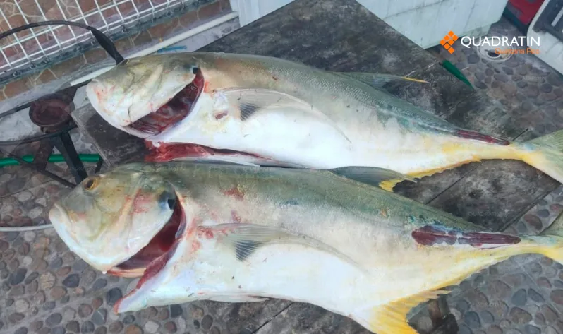 Fishermen in Chetumal Bay holding large jack crevalle fish caught during cold weather
