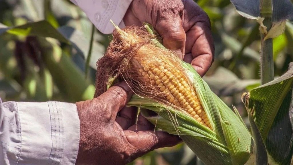 A farmer stands in a corn field in Guanajuato, Mexico, with agricultural machinery visible in the background.