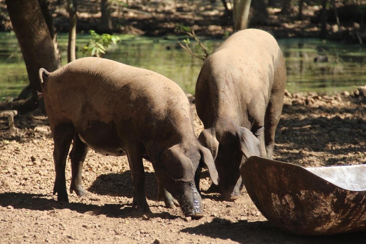 A Hairless Pig, also known as the Yucatan Creole Pig, at a breeding site near Hacienda Teya in Yucatan