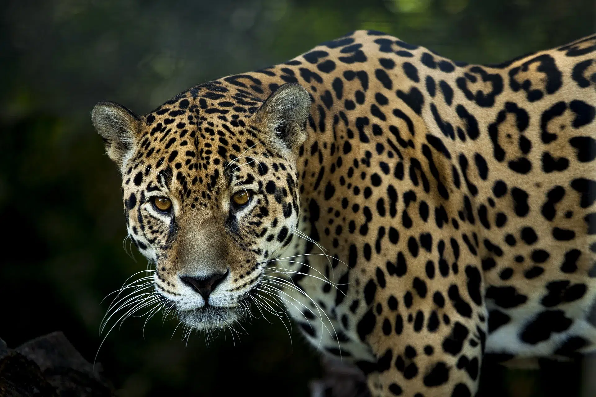 A jaguar in its natural habitat in Mexico, representing conservation efforts for the endangered species
