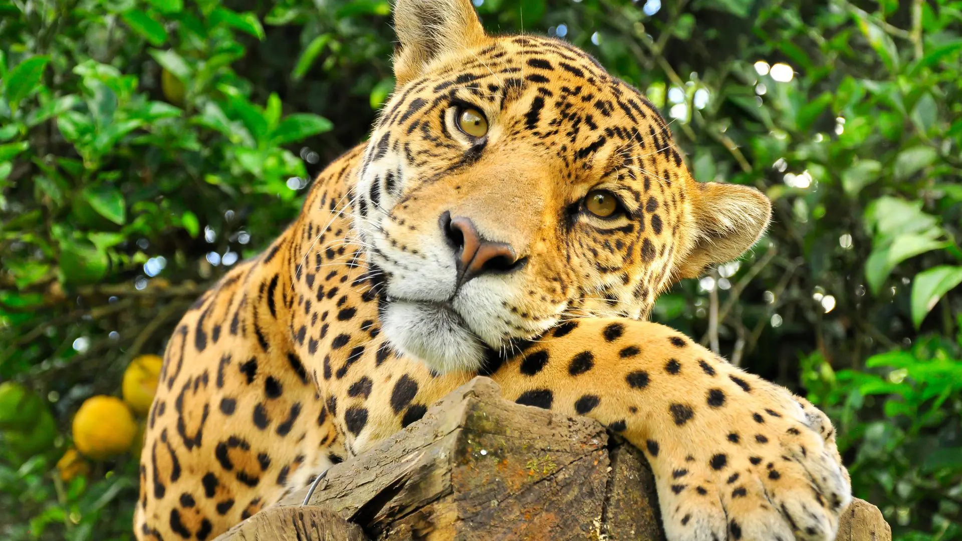 A jaguar in its natural habitat in the Yucatan region of Mexico