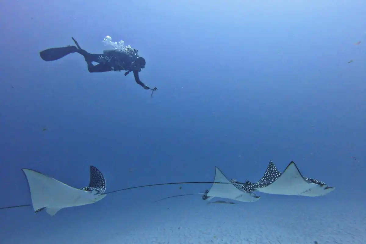 A tourist swimming with manta rays in the clear blue waters near Isla Mujeres
