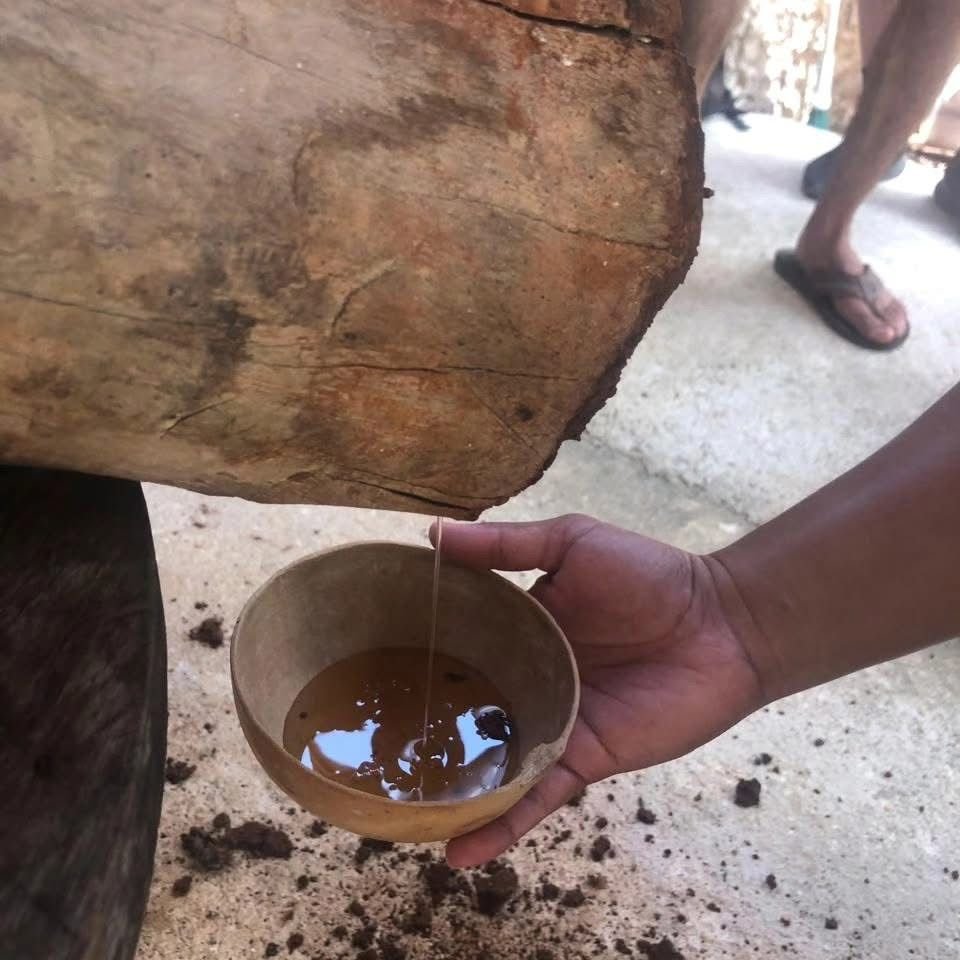 A beekeeper inspecting a traditional log hive used for Melipona stingless bees in Quintana Roo's Maya Zone.