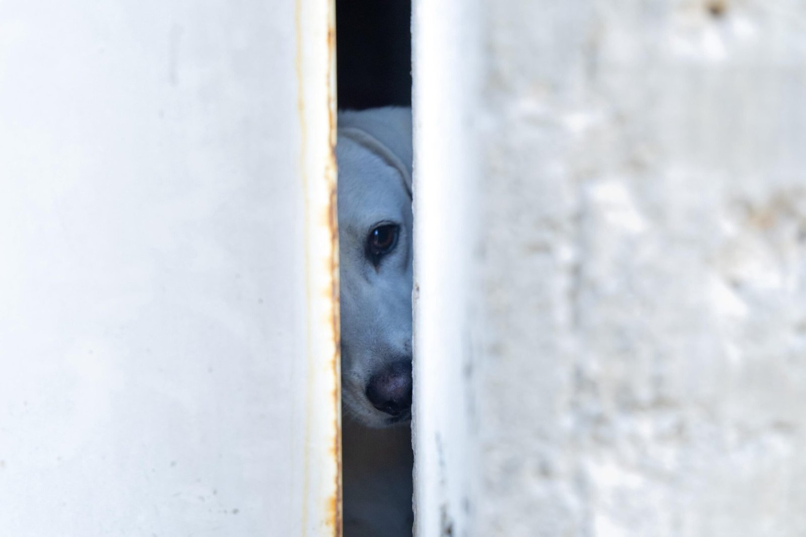Officials and emergency personnel at the scene of a dog rescue in Playa del Carmen