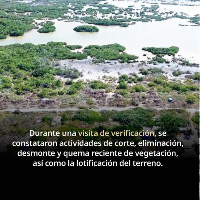 Officials from Profepa conducting an environmental inspection in a forested area