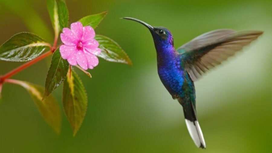 Mexican environmental agency's campaign poster showing hummingbirds with text 'El amor no se amarra, los colibríes tampoco' (Love shouldn't be tied down, neither should hummingbirds)
