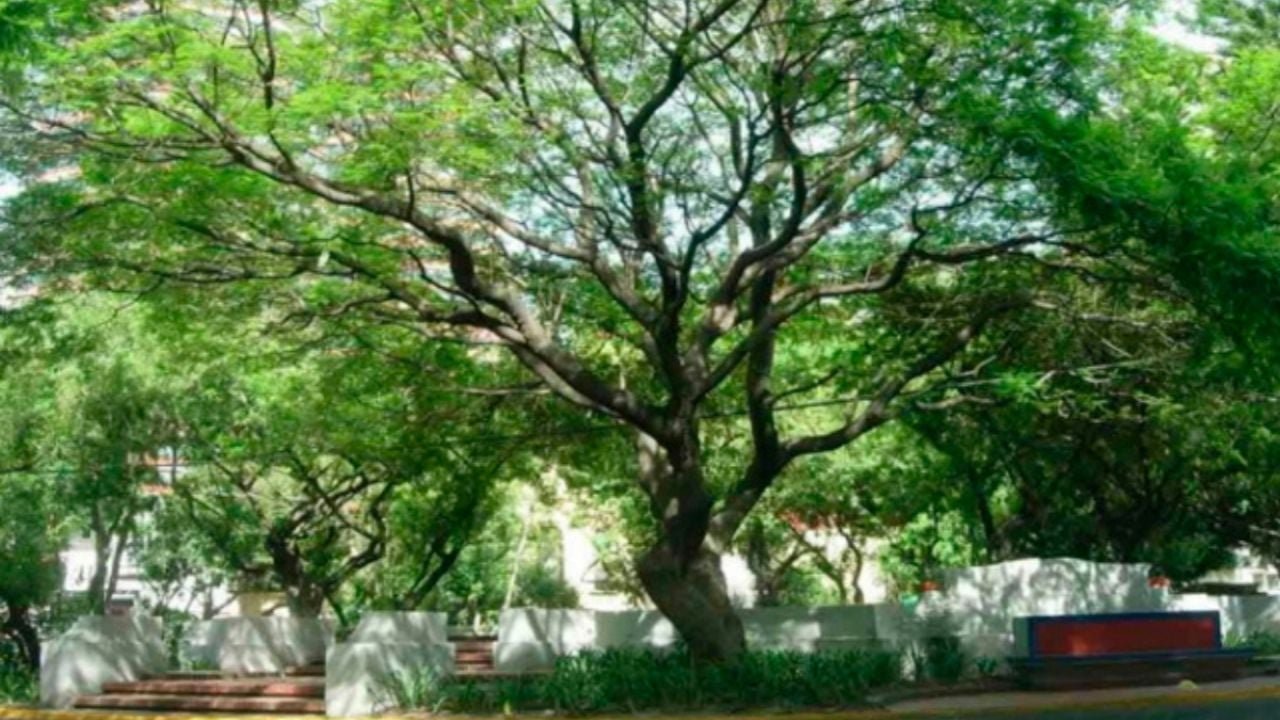 A large, ancient tree in Quintana Roo, Mexico, representing the state's natural heritage