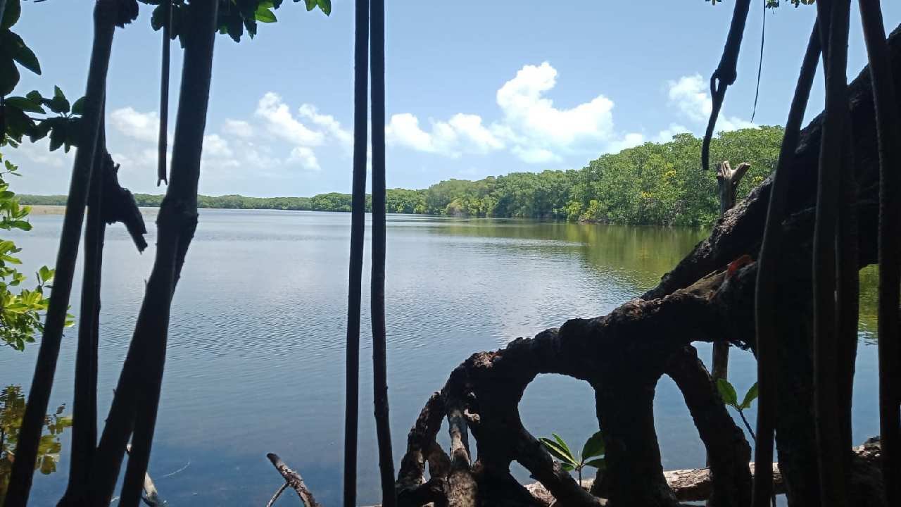 Illustrative image showing natural resources in Quintana Roo with environmental activists discussing protection measures
