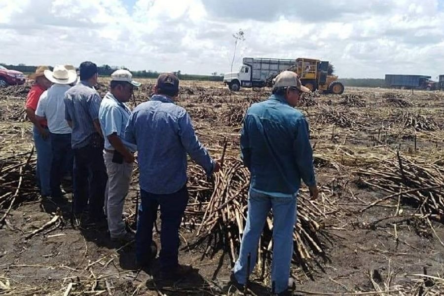 A sugar cane field in Quintana Roo, Mexico, showing crops affected by the fusarium fungus outbreak