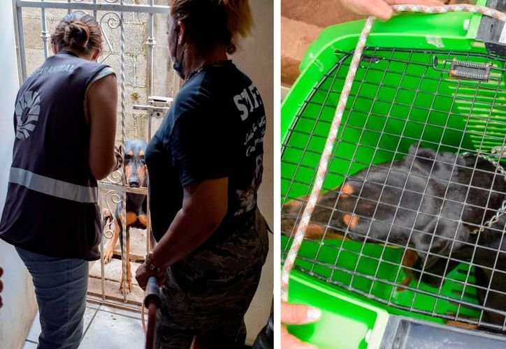 Six rescued dogs in Cancun's Region 225 being cared for by authorities