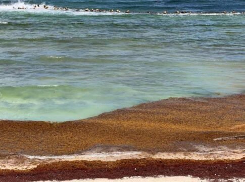 Aerial view of sargassum seaweed along the coastline in Playa del Carmen, Mexico