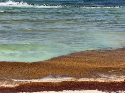 Aerial view of sargassum seaweed along the coastline in Playa del Carmen, Mexico