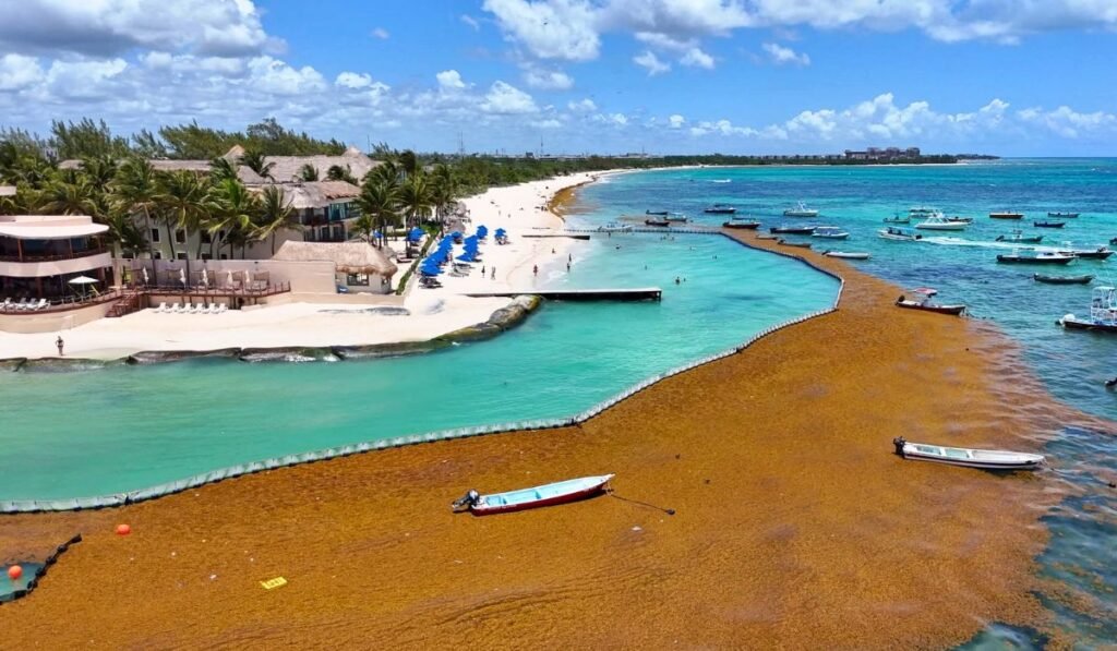 sargassum barriers playa del carmen