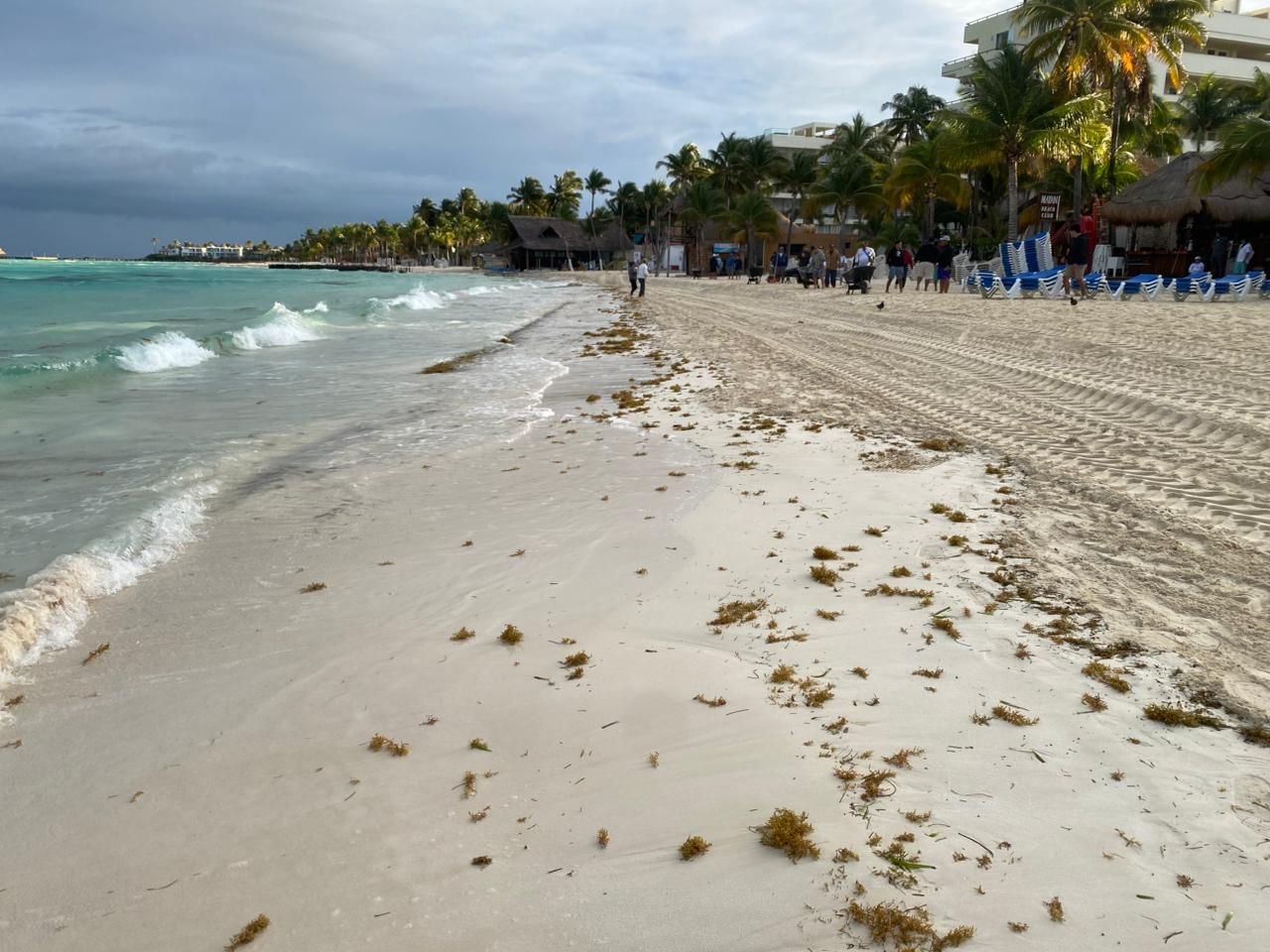Sargassum accumulation on Playa Norte beach in Isla Mujeres