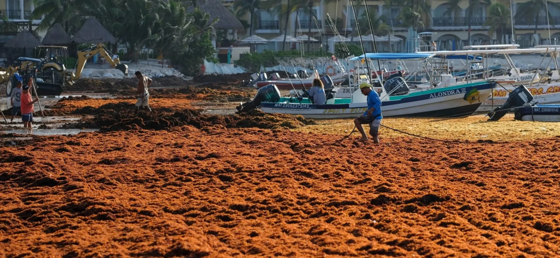Aerial view of sargassum seaweed covering a beach in the Mexican Caribbean