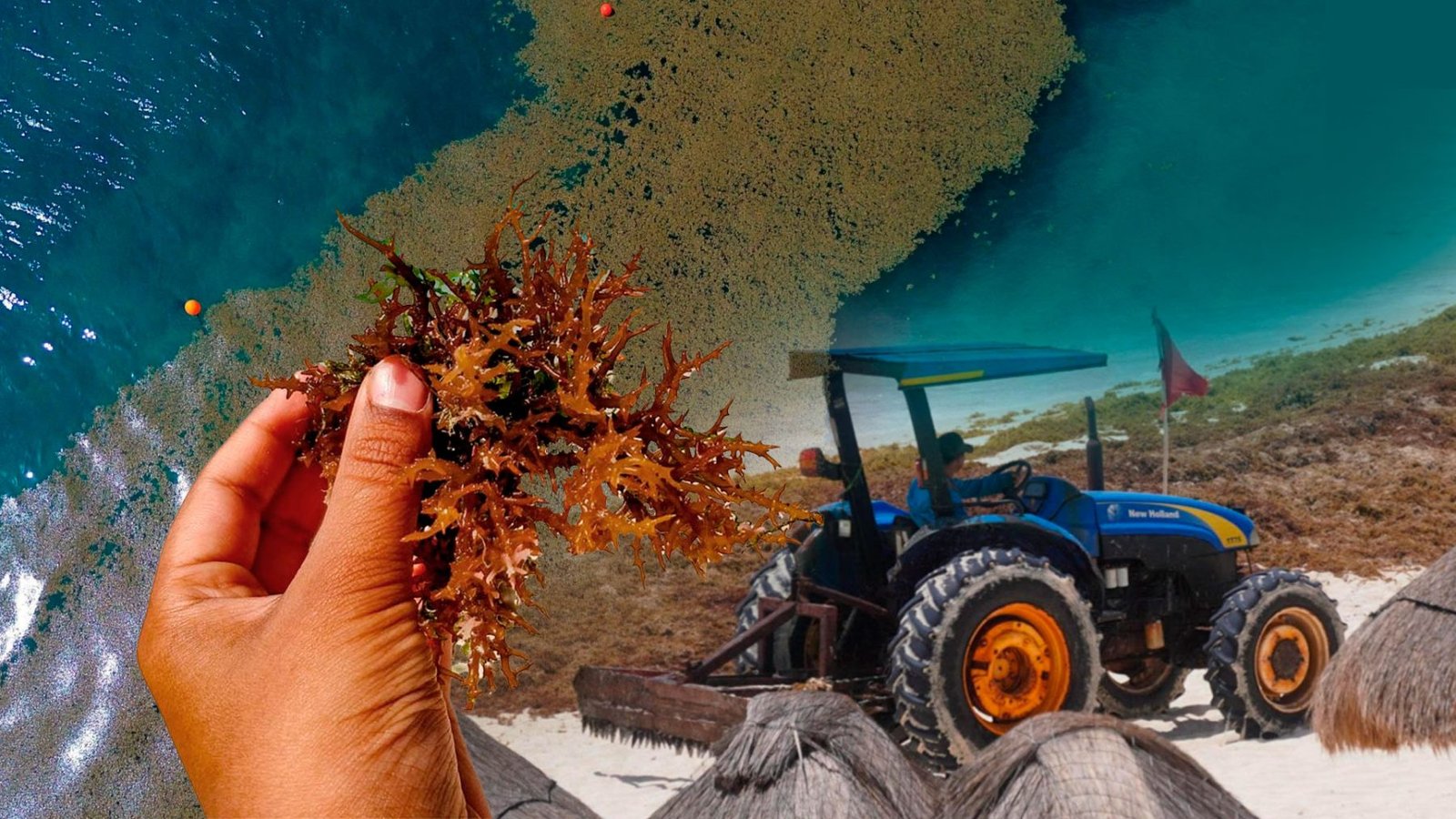 Sargassum seaweed washing ashore on a beach in Quintana Roo, Mexico
