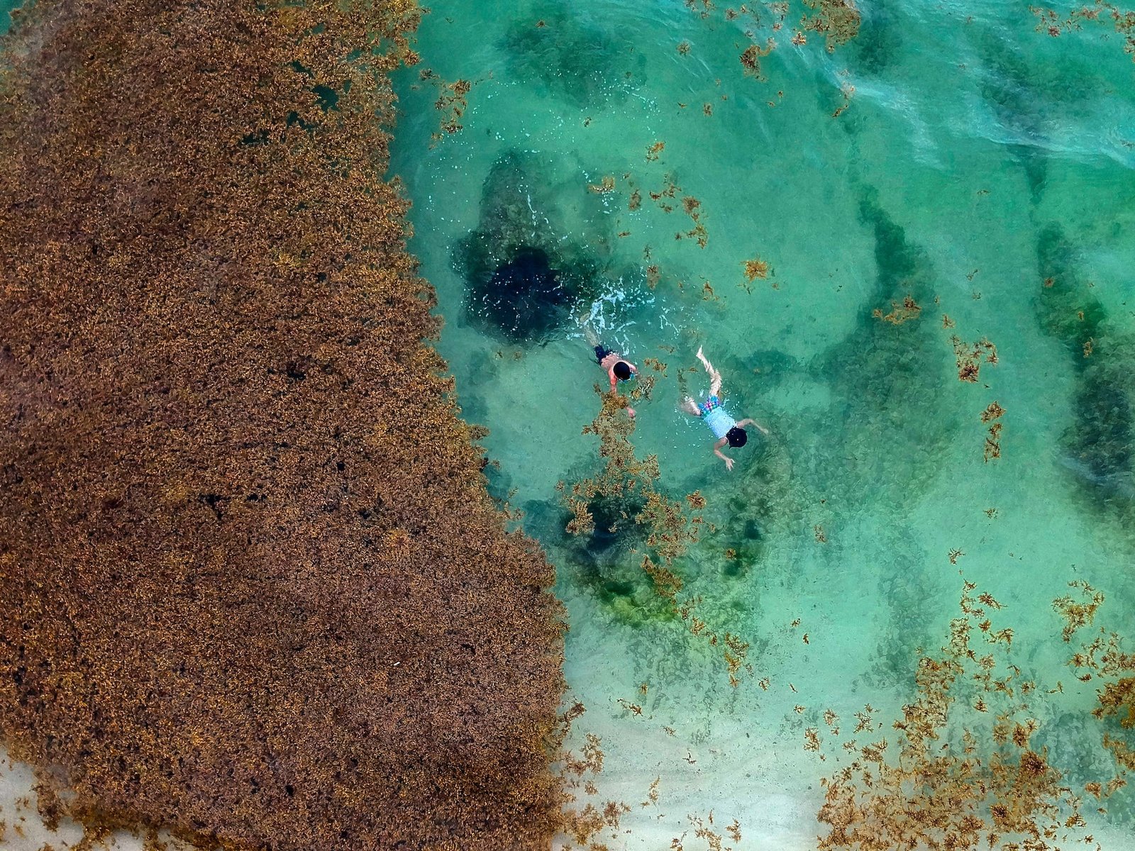 Sargassum seaweed washing up on a beach in Quintana Roo, Mexico