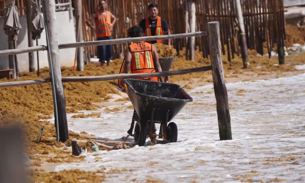 Sargassum seaweed washing ashore on a beach in Quintana Roo, Mexico